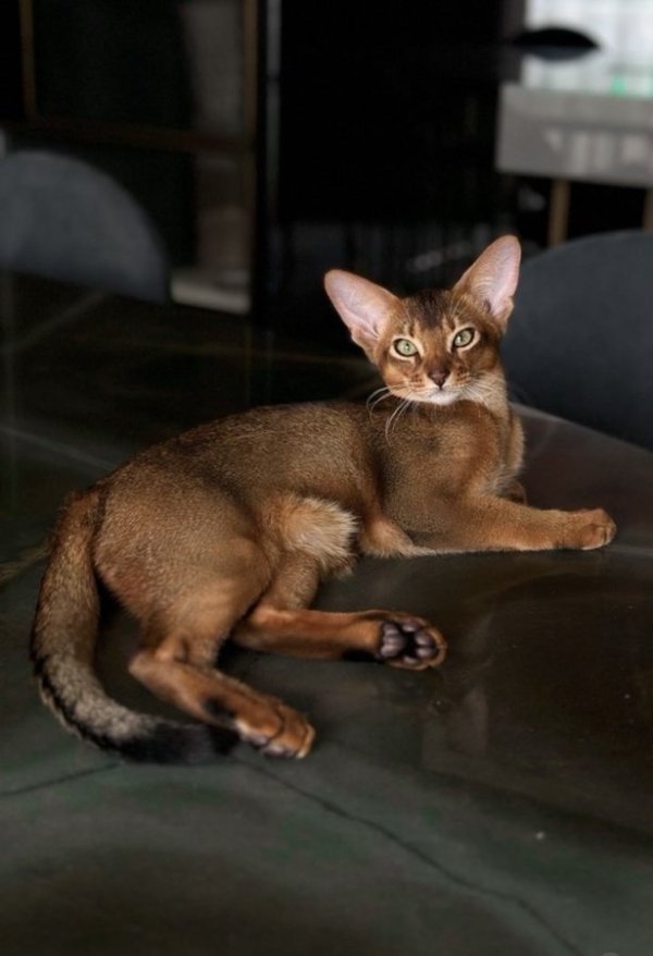 巴舒亚伊的爱猫出车祸需手术，球员社媒发文寻求另一只猫献血