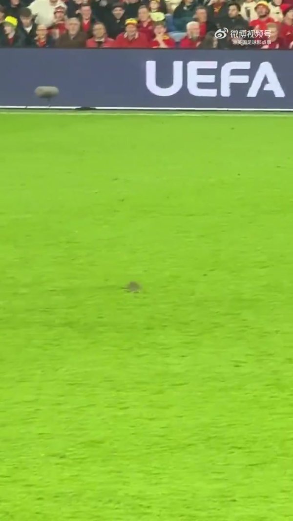 🐀🤣老鼠闯入运动活动 场 ,库尔图瓦没抓住,最终约翰逊将其送出边界线 🐀🤣老鼠闯入运动活动 场 ,库尔图瓦没抓住,最终约翰逊将其送出边界线